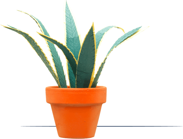 Clay orange vase with plant